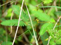 Schizocephala bicornis