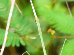 Schizocephala bicornis