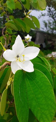 Bauhinia acuminata