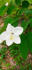 Bauhinia acuminata