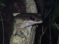 Odorrana supranarina