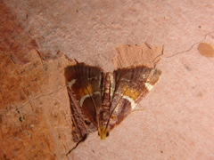 Pyralis kacheticalis