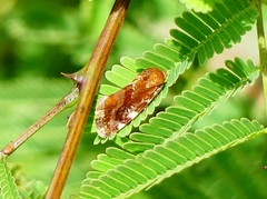Acontia sexpunctata