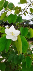 Bauhinia acuminata