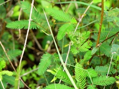 Schizocephala bicornis