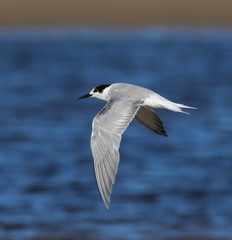 Sterna hirundo longipennis