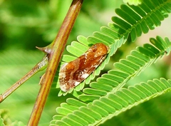 Acontia sexpunctata