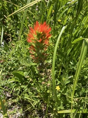 Castilleja suksdorfii