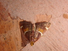 Pyralis kacheticalis