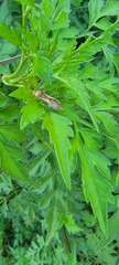 Zelus cervicalis