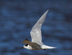 Sterna hirundo longipennis
