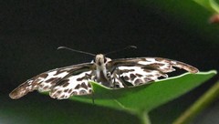 Abraximorpha davidii