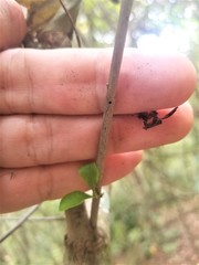 Xylosandrus compactus