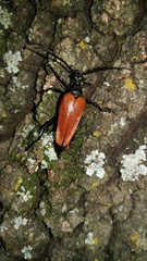 Stenelytrana emarginata