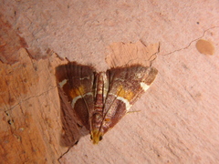 Pyralis kacheticalis