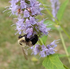 Bombus impatiens