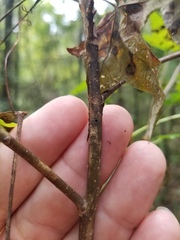 Xylosandrus compactus