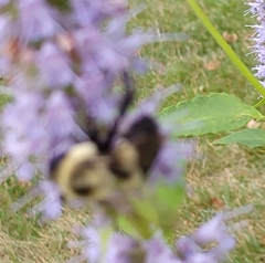 Bombus impatiens