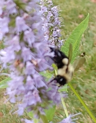 Bombus impatiens