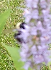 Bombus impatiens