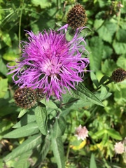 Centaurea phrygia abbreviata