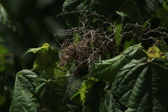 Heliocarpus donnellsmithii