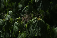 Heliocarpus donnellsmithii