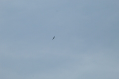 Streptoprocne zonaris