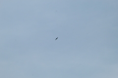 Streptoprocne zonaris