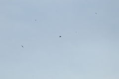 Streptoprocne zonaris