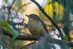 Phyllastrephus cabanisi