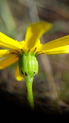 Senecio abruptus