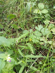 Persicaria minor