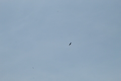 Streptoprocne zonaris