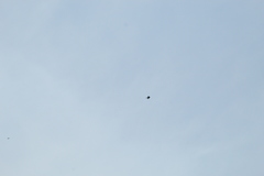 Streptoprocne zonaris