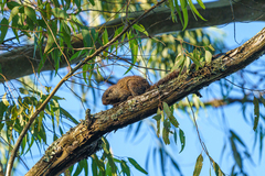 Heliosciurus mutabilis