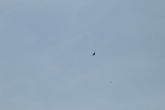 Streptoprocne zonaris