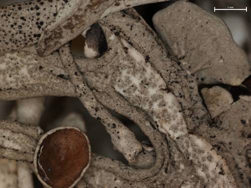 Pseudevernia intensa