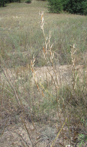 Erysimum virgatum, photograph 6