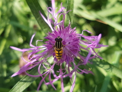 Helophilus pendulus