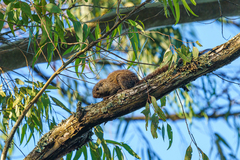 Heliosciurus mutabilis