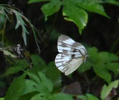 Pieris latouchei