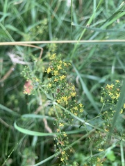 Galium verum