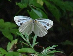 Pieris latouchei