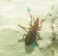 Drypta lineola
