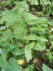 Epilobium adenocaulon