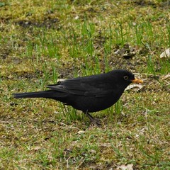 Turdus merula