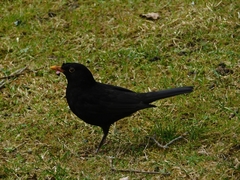 Turdus merula