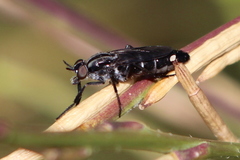 Ozodiceromyia nigrimana