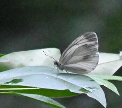 Pieris latouchei